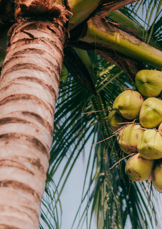 Coconut Soleil